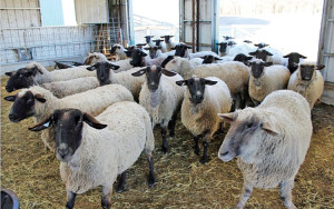 Profits from a Lamb Hub